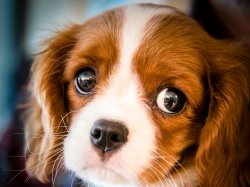 Puppy dog eyes, cute Meme Template