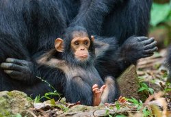 Silly chimp sit like fella Meme Template