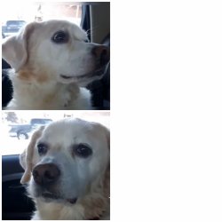 Depressed dog #2 Meme Template