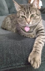 Moolu's goody ahh cat Meme Template