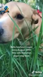 vegan dog Meme Template