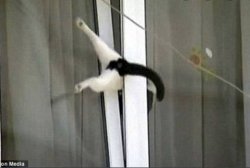 cat in window Meme Template