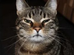 Grumpy cat Meme Template