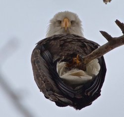 Eagle Meme Template