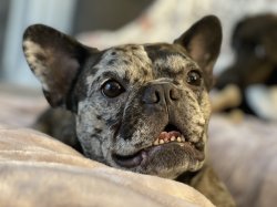 Frenchie Meme Template