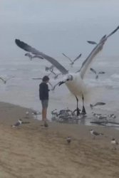Giant seagull Meme Template