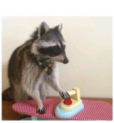 Raccoon ironing board Meme Template