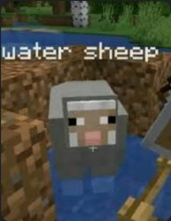 Water sheep Meme Template