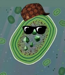 scumbag cyanobacteria Meme Template