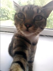 Selfie Cat (original) Meme Template