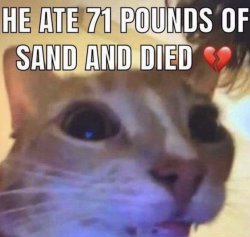 He ate 71 pounds of sand and died Meme Template