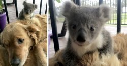Dog saves baby koala Meme Template