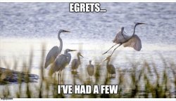 Egrets I’ve had a few Meme Template