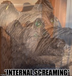 Internal screaming bear Meme Template