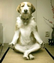 Inner Peace Dog Meme Template