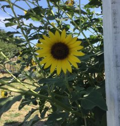 Texas Sunflower Meme Template