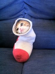 Cat in a sock Meme Template