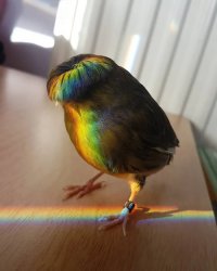 Rainbow Bowl-cut Bird Meme Template