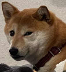 Shiba Side Eye Meme Template