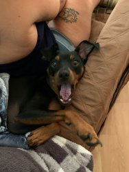 Scared dog Meme Template