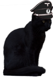 black cat AMT officer Meme Template