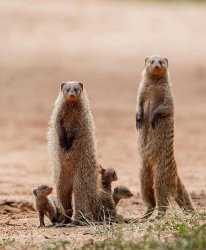 Meerkat family group Meme Template