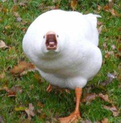 Angry Goose Meme Template