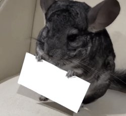 Chinchilla holding sign Meme Template