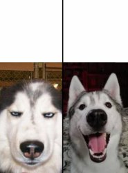 serious vs happy husky Meme Template