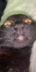 Cat Meme Template