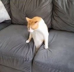 pull yourself up cat Meme Template