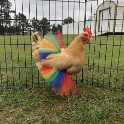 Kentucky Pride Chicken Meme Template