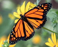 Monarch butterfly Meme Template