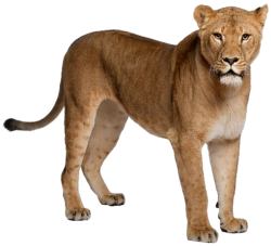 Lion (Female) Meme Template