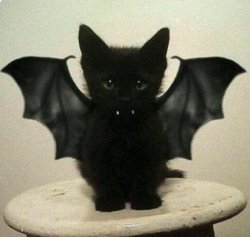 Bat Kitten Meme Template