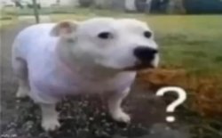 confused dog Meme Template