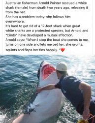 Wholesome shark moment Meme Template