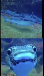 pufferfish photobomb Meme Template