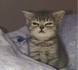 sleepy kitten Meme Template