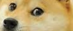 Doge sees your eyes Meme Template