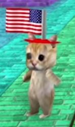 American cat Meme Template