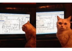 Cat and complicated plans Meme Template