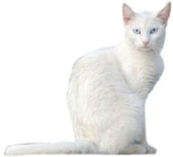 White Cat Meme Template