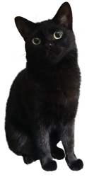 Black Cat Meme Template