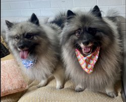 Pearl & Lulu Meme Template