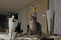 The Cats Demand Meme Template