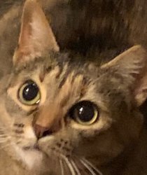 Fat ass cat Meme Template
