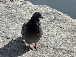 Cubby Pigeon Meme Template