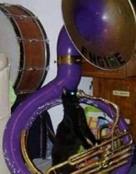 Tuba Cat Meme Template