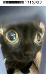 Mmmnmnnm hrr r splorp Meme Template